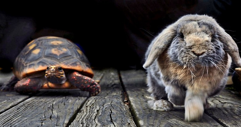 The Hare and the Tortoise: An Old Tale with New&nbsp;Prospective.