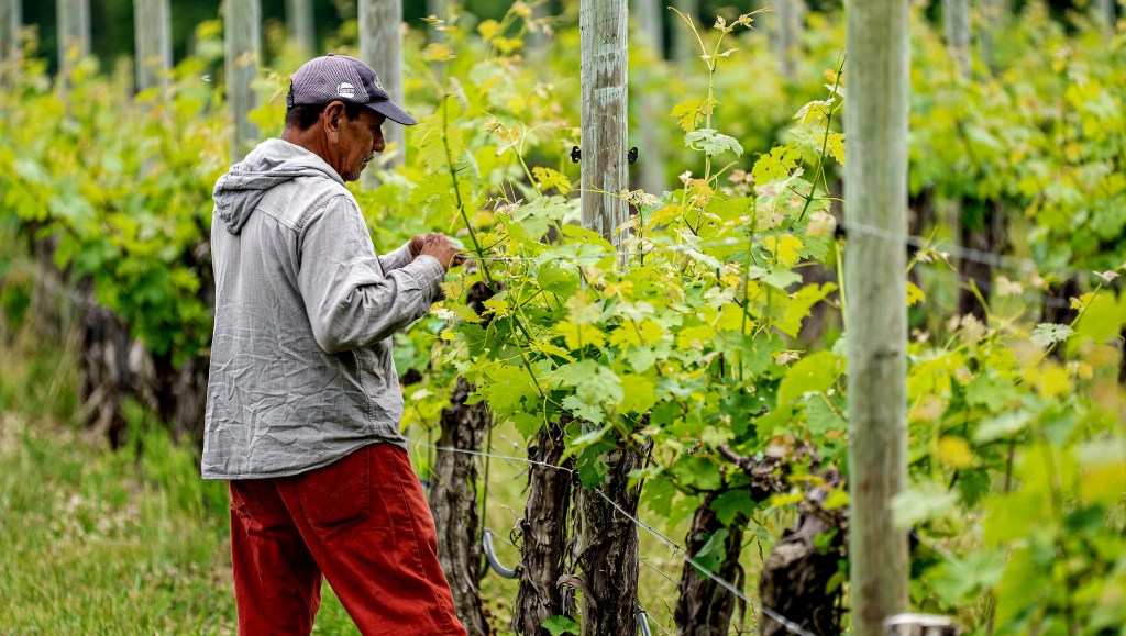 The Heart’s Triumph: A Tale of Empathy in&nbsp;Grapeville