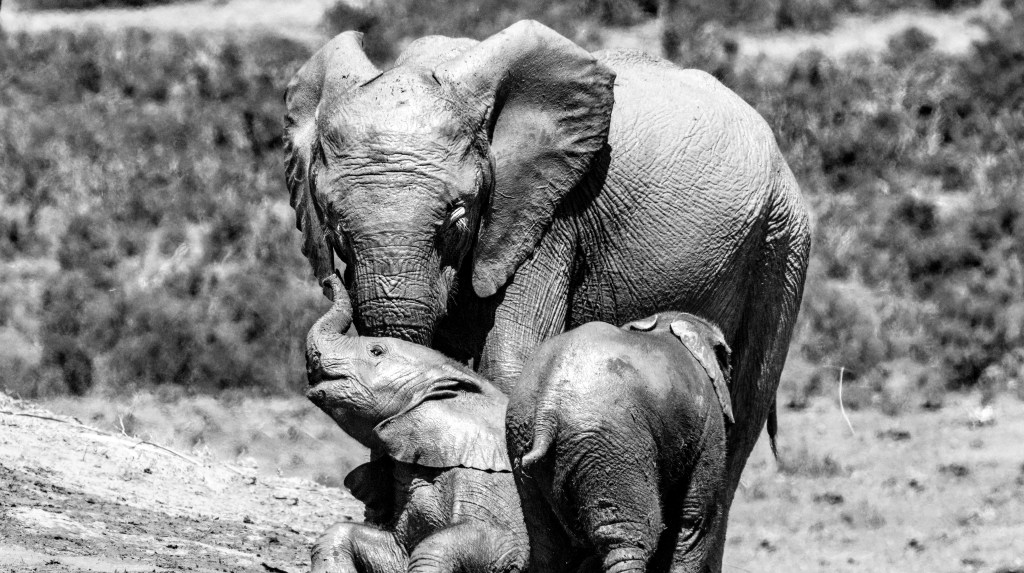 Dino and Daisy’s Path to&nbsp;Self-Belief